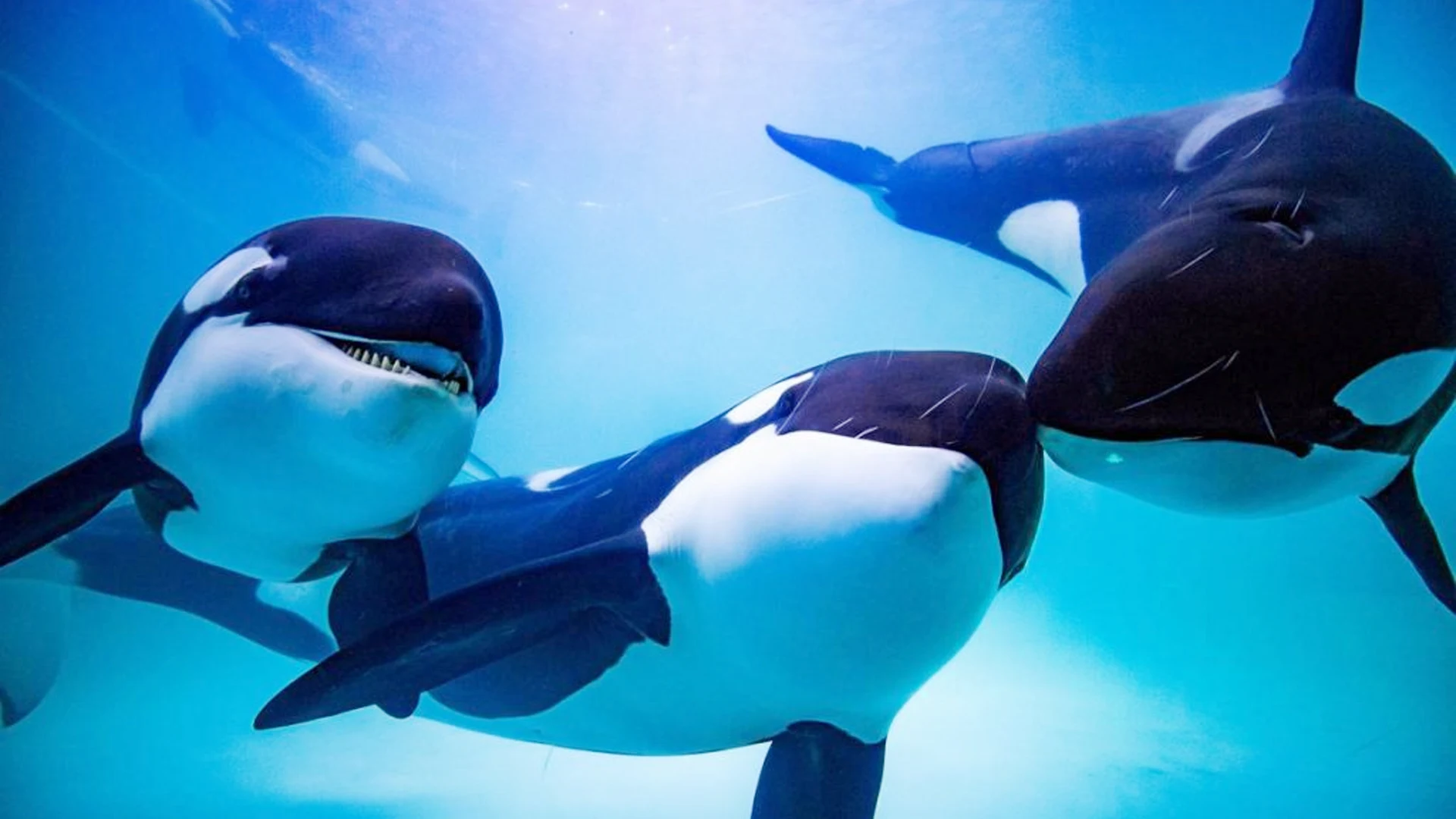 The Killer Whale screenshot